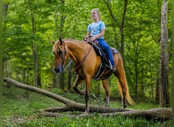 Quarter Pony, Wallach, 4 Jahre, 132 cm, Rotbrauner