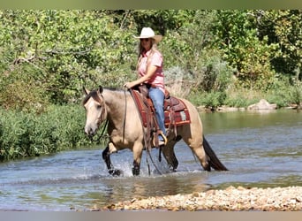 Quarter Pony, Wallach, 4 Jahre, 137 cm, Buckskin