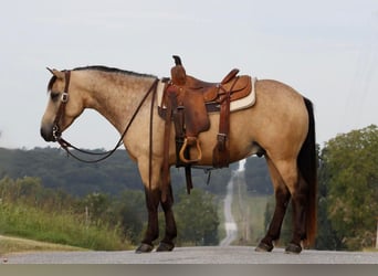 Quarter Pony, Wallach, 4 Jahre, 137 cm, Buckskin