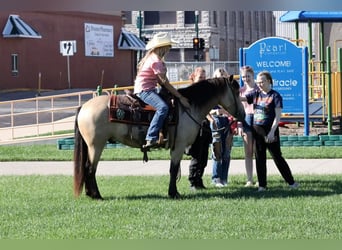 Quarter Pony, Wallach, 4 Jahre, 137 cm, Buckskin