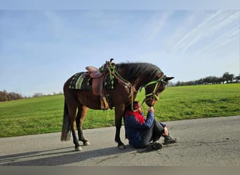Quarter Pony Mix, Wallach, 4 Jahre, 146 cm, Brauner