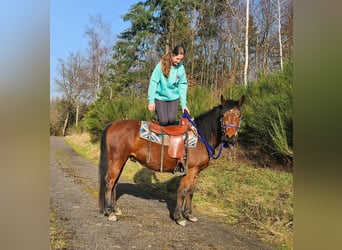 Quarter Pony, Wallach, 4 Jahre, 146 cm, Brauner