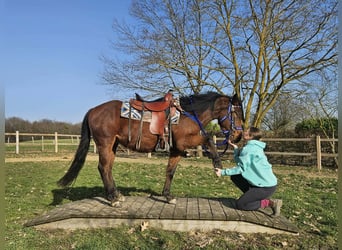 Quarter Pony, Wallach, 4 Jahre, 146 cm, Brauner