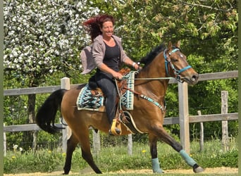Quarter Pony Mix, Wallach, 4 Jahre, 152 cm, Brauner