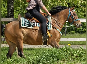 Quarter Pony Mix, Wallach, 4 Jahre, 152 cm, Brauner