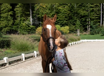 Quarter Pony, Wallach, 4 Jahre, 152 cm, Fuchs