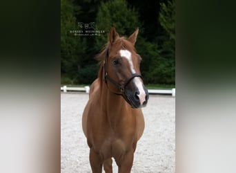 Quarter Pony, Wallach, 4 Jahre, 152 cm, Fuchs