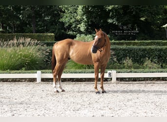 Quarter Pony, Wallach, 4 Jahre, 152 cm, Fuchs