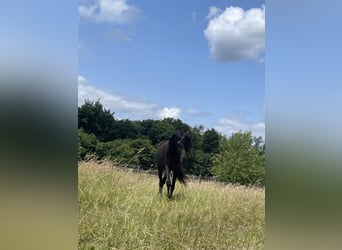 Quarter Pony Mix, Wallach, 4 Jahre, 155 cm, Rappe
