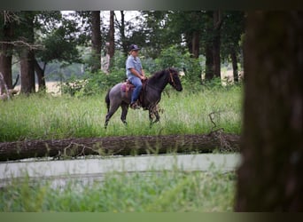 Quarter Pony, Wallach, 4 Jahre, Roan-Blue