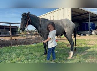 Quarter Pony, Wallach, 4 Jahre, Roan-Blue