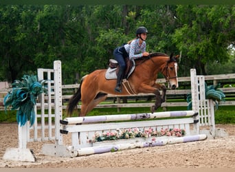 Quarter Pony, Wallach, 4 Jahre, Rotbrauner