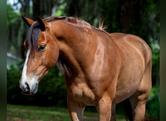 Quarter Pony, Wallach, 4 Jahre, Rotbrauner