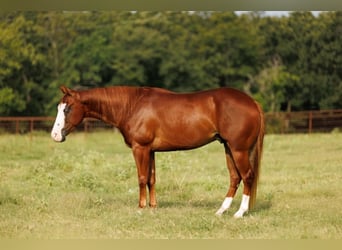 Quarter Pony, Wallach, 4 Jahre, Rotfuchs
