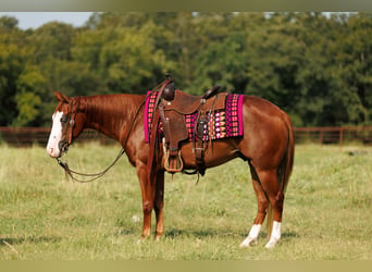 Quarter Pony, Wallach, 4 Jahre, Rotfuchs