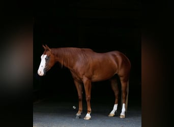 Quarter Pony, Wallach, 4 Jahre, Rotfuchs
