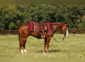 Quarter Pony, Wallach, 4 Jahre, Rotfuchs