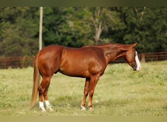 Quarter Pony, Wallach, 4 Jahre, Rotfuchs