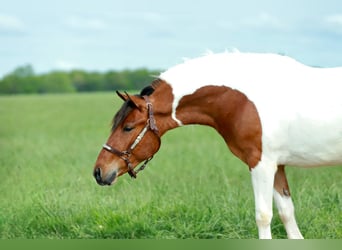 Quarter Pony, Wallach, 4 Jahre, Schecke