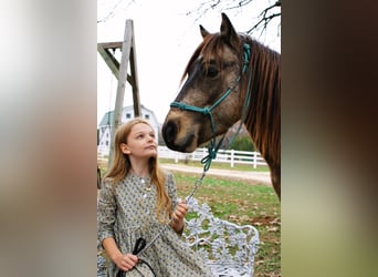 Quarter Pony, Wallach, 5 Jahre, 119 cm, Buckskin
