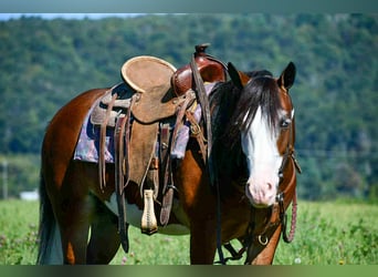 Quarter Pony, Wallach, 5 Jahre, 130 cm, Schecke