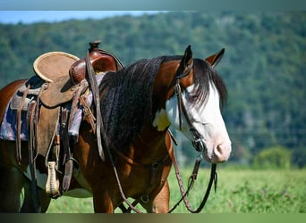 Quarter Pony, Wallach, 5 Jahre, 130 cm, Schecke