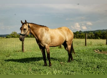 Quarter Pony, Wallach, 5 Jahre, 132 cm, Buckskin