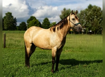 Quarter Pony, Wallach, 5 Jahre, 132 cm, Buckskin