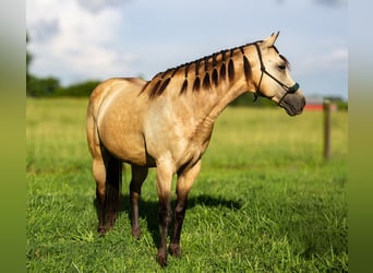 Quarter Pony, Wallach, 5 Jahre, 132 cm, Buckskin