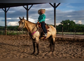 Quarter Pony, Wallach, 5 Jahre, 132 cm, Buckskin