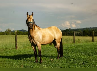 Quarter Pony, Wallach, 5 Jahre, 132 cm, Buckskin