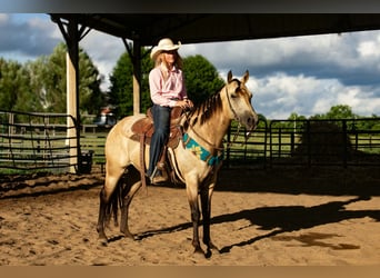 Quarter Pony, Wallach, 5 Jahre, 132 cm, Buckskin
