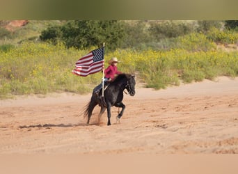Quarter Pony, Wallach, 5 Jahre, 132 cm, Roan-Blue