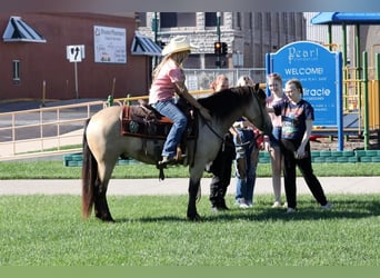 Quarter Pony, Wallach, 5 Jahre, 137 cm, Buckskin