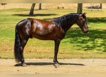 Quarter Pony, Wallach, 5 Jahre, 142 cm, Rotbrauner