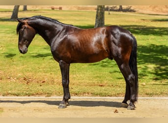 Quarter Pony, Wallach, 5 Jahre, 142 cm, Rotbrauner