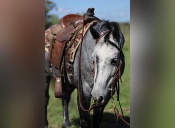 Quarter Pony, Wallach, 5 Jahre, 142 cm, Schimmel