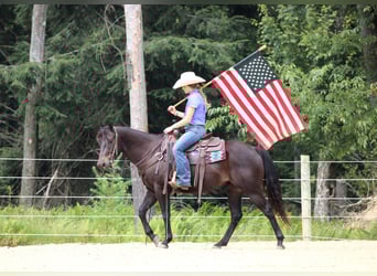 Quarter Pony, Wallach, 5 Jahre, 147 cm, Rappe