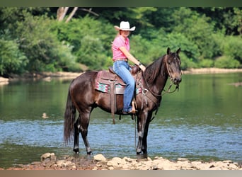 Quarter Pony, Wallach, 5 Jahre, 147 cm, Rappe