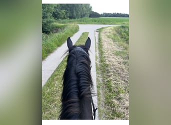 Quarter Pony Mix, Wallach, 5 Jahre, 150 cm, Rappe