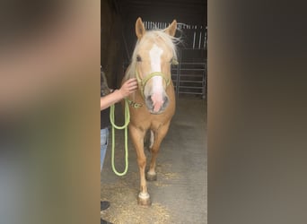 Quarter Pony Mix, Wallach, 5 Jahre, 153 cm, Palomino