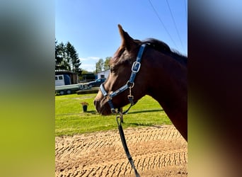Quarter Pony Mix, Wallach, 5 Jahre, 155 cm, Buckskin