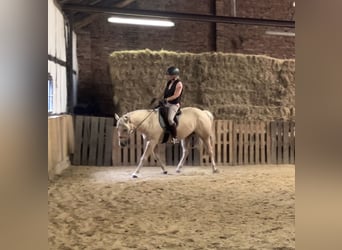 Quarter Pony, Wallach, 5 Jahre, 155 cm, Palomino