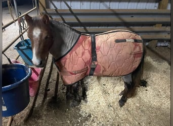Quarter Pony, Wallach, 5 Jahre, 99 cm, Roan-Red