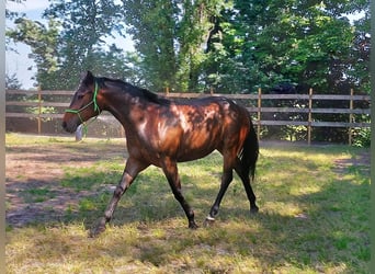 Quarter Pony, Wallach, 5 Jahre, Brauner
