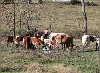 Quarter Pony, Wallach, 5 Jahre, Buckskin
