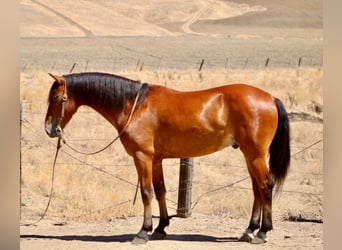 Quarter Pony, Wallach, 5 Jahre