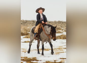 Quarter Pony, Wallach, 5 Jahre, Roan-Bay