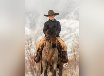 Quarter Pony, Wallach, 5 Jahre, Roan-Bay
