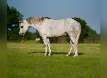 Quarter Pony, Wallach, 6 Jahre, 122 cm, Schimmel